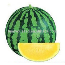 W05 Mihuang no.5 medium maturity f1 hybrid seedless watermelon seeds
